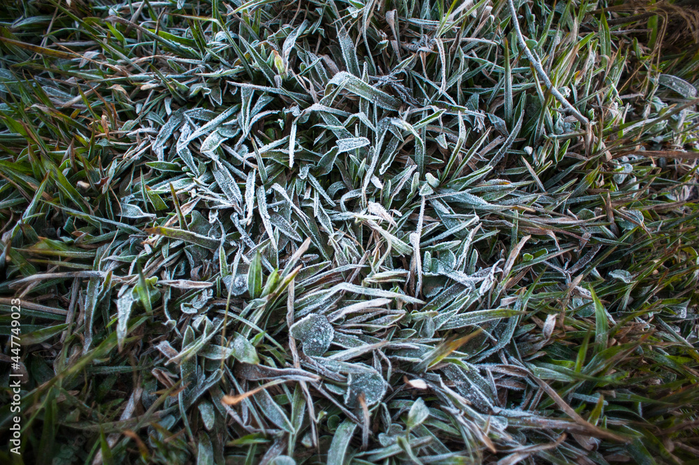 Frozen grass background
