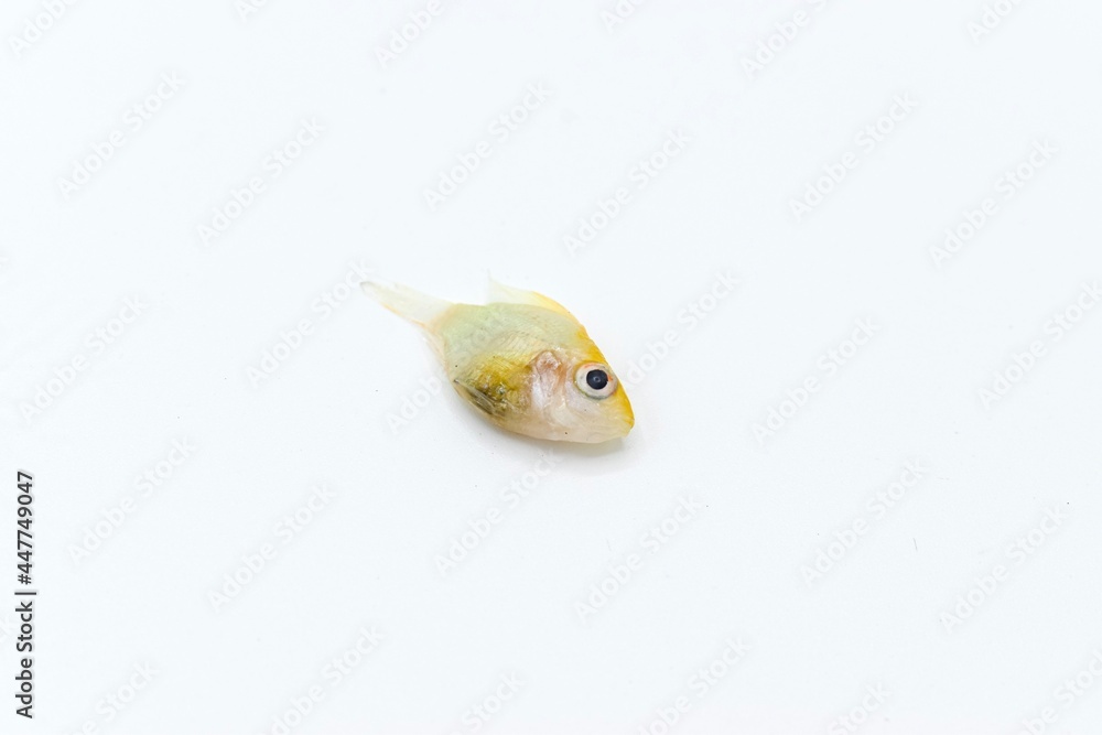 German gold ram cichlid fish died due to bloated abdomen. German gold ram cichlid fish died due to bloated abdomen.