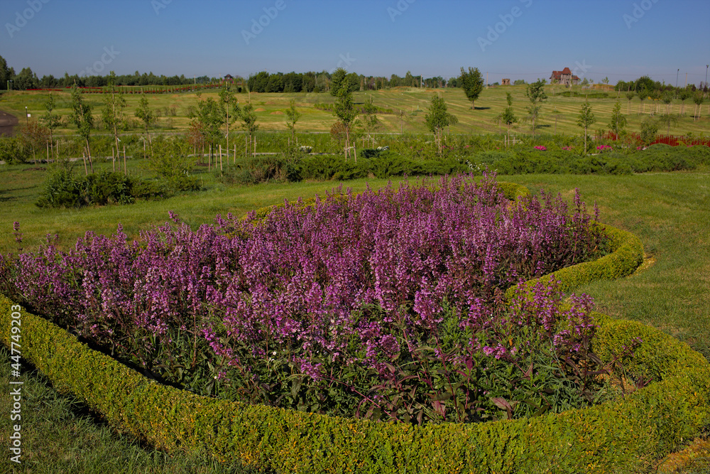 Obraz premium Delightful landscapes in the city park. Colorful flowering plants, landscaping in a well-tended park. Fresh bright flowers. Popular garden in Kyiv. Ukraine. Europe.