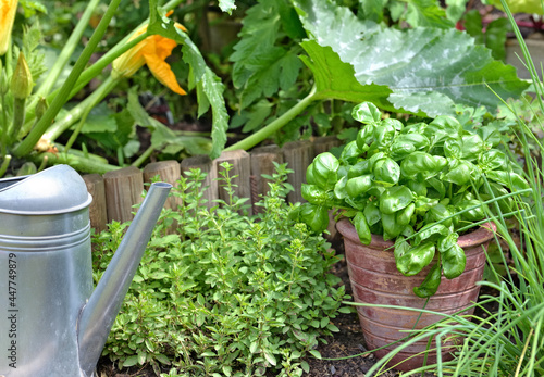 aromatic plant and basil in potted  in a garden