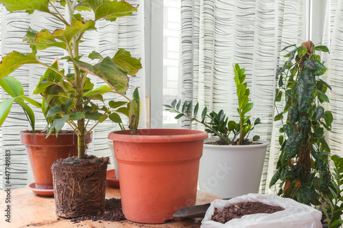 Different plants in their pots and one waiting to be planted. Work station at home, gardening © Valoa Studio