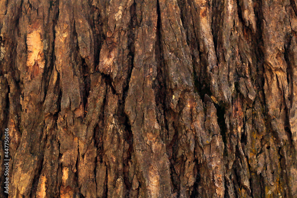 Obraz premium Close Up of Tree Bark Surface Texture: Detailed Natural Patterns and Organic Structure