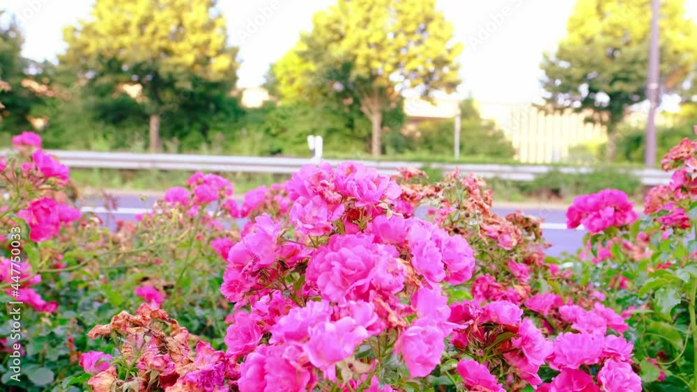 blurred video, beautiful pink roses in the foreground in front of a highway, cars are passing along the street, bright sunlight, concept of traffic in the city blurred video, beautiful pink roses in the foreground in front of a highway, cars are passing along the street, bright sunlight, concept of traffic in the city