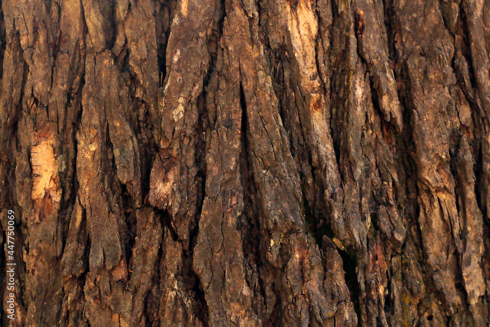 Close Up of Tree Bark Surface Texture: Detailed Natural Patterns and Organic Structure Close Up of Tree Bark Surface Texture: Detailed Natural Patterns and Organic Structure