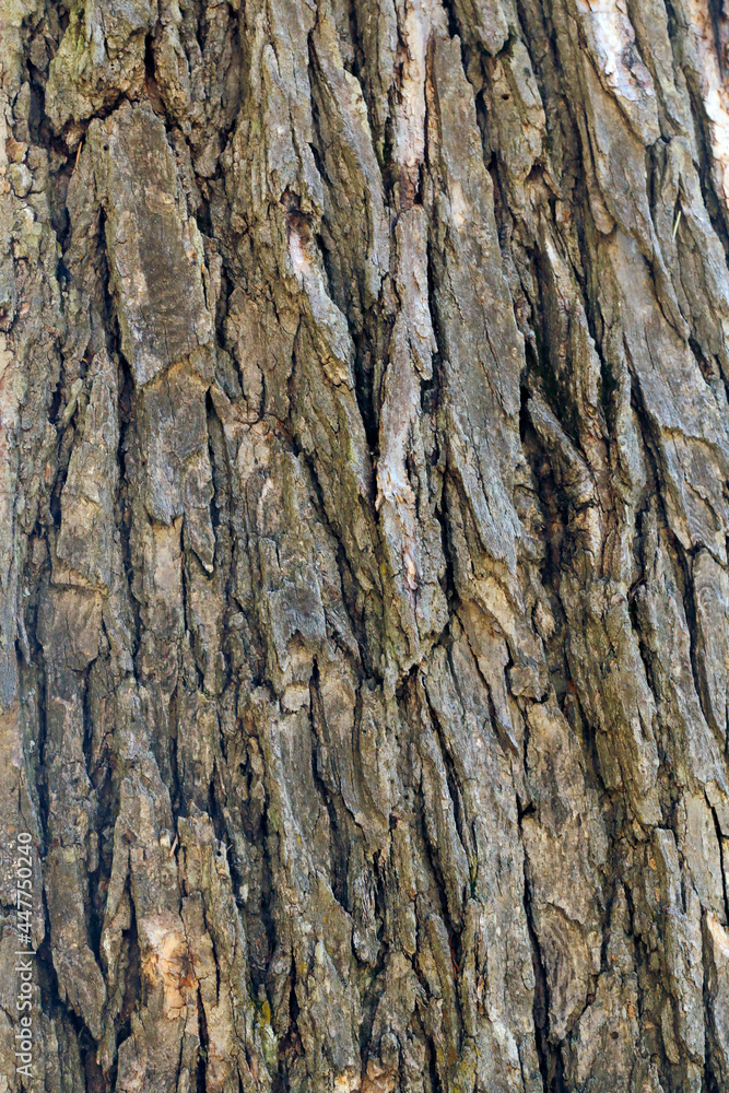Close Up of Tree Bark Surface Texture: Detailed Natural Patterns and Organic Structure Close Up of Tree Bark Surface Texture: Detailed Natural Patterns and Organic Structure
