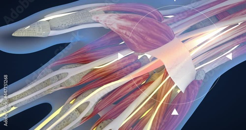 Carpal tunnel syndrome, carpal tunnel syndrome, median nerve entrapment and inflammation, hand anatomy, neurons, body tissues, 3D illustration