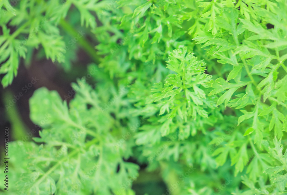 Photo carrot tops close up. Greenery pattern. Background from carrot tops. Macrophoto. Photo carrot tops close up. Greenery pattern. Background from carrot tops. Macrophoto.