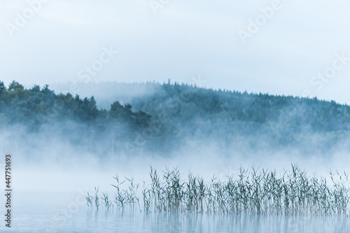 Misty lake with reeds, Sweden © Mikael