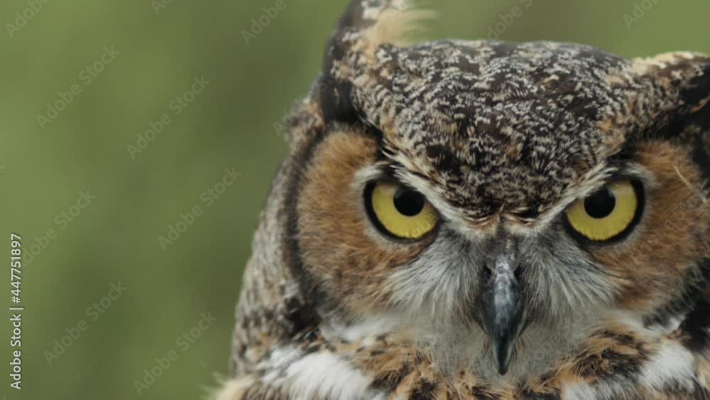 Negative space great horned owl on forest background Negative space great horned owl on forest background