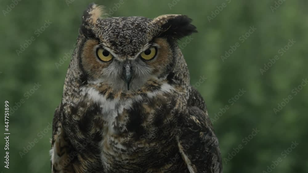 Great Horned Owl looking right at the camera Great Horned Owl looking right at the camera