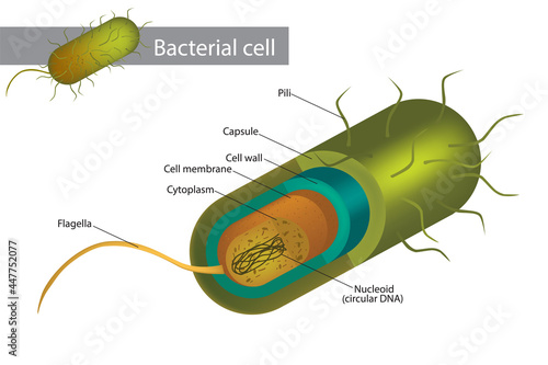 Tablou pe pânză Bacteria Cell Structure