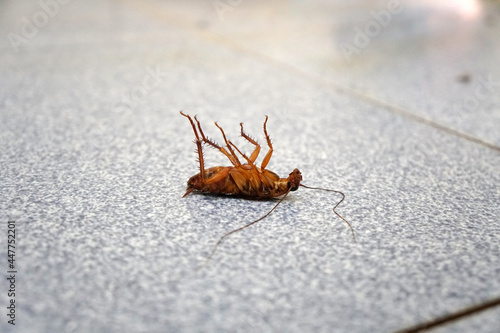 Cockroach lying dead on the tiled floor in the bathroom. © Montree