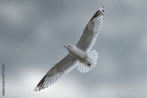 Photography Seagull