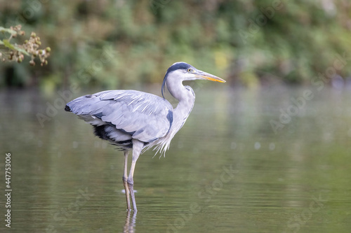 Grey Heron © Lee