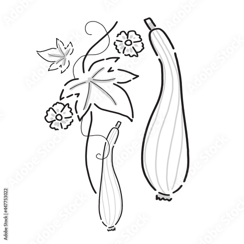 Japanese garden illustration. Hand drawn sketch. Japanese plant and vegetable. Vector illustration of Japanese loofah icon. Graphic design elements. Isolated objects.  © Mizuho Call