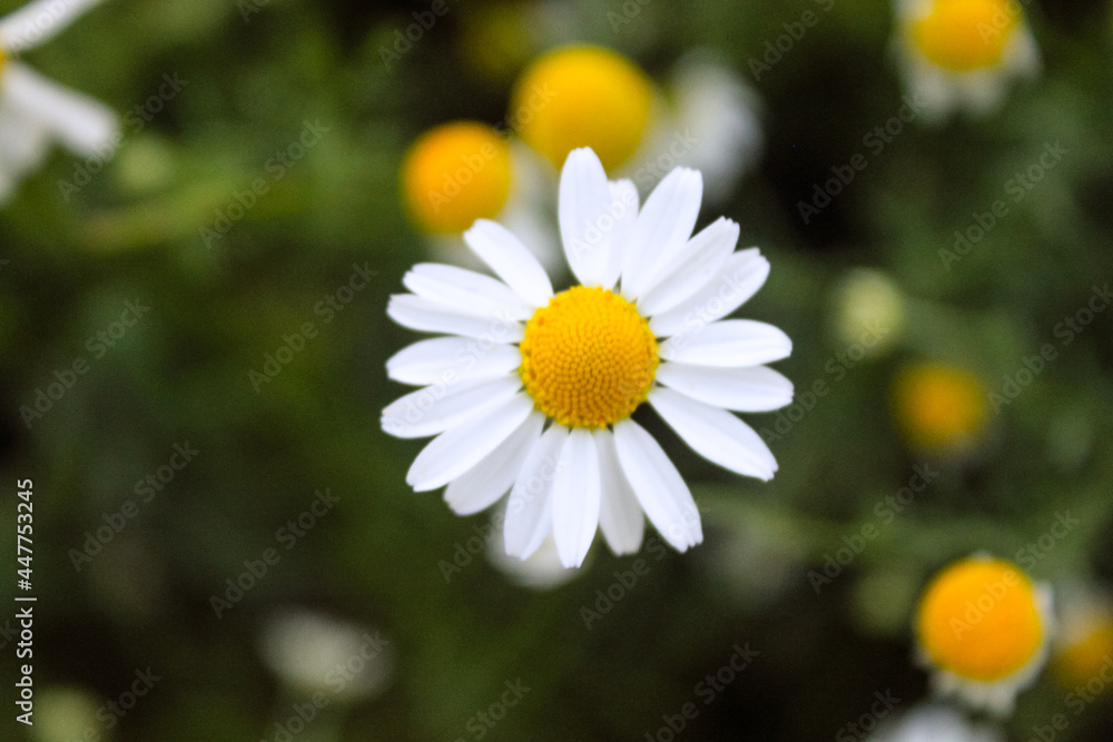 Fototapeta premium Natural Beautiful Flower Closeup