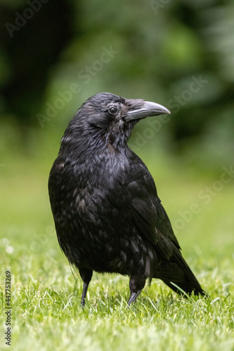 Crow