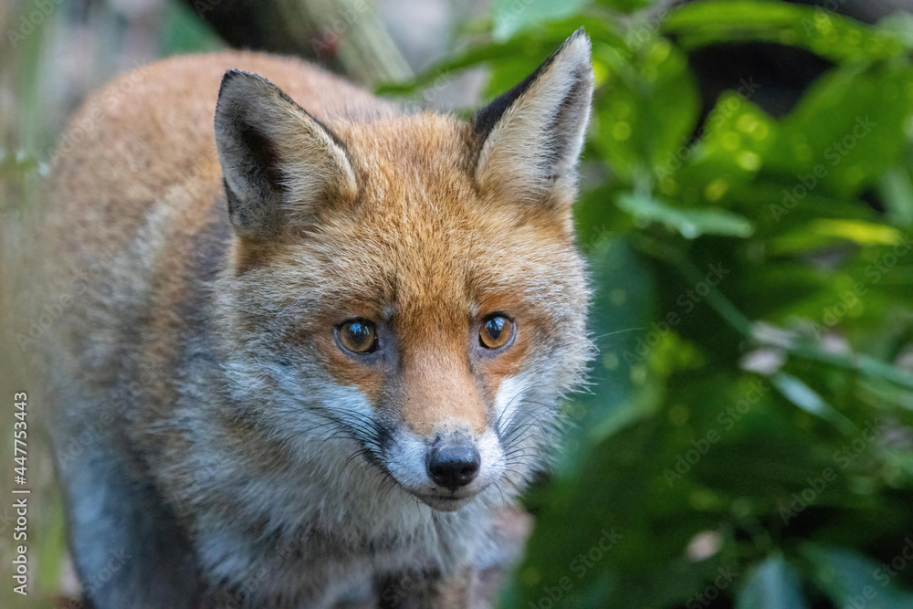Male Fox Male Fox