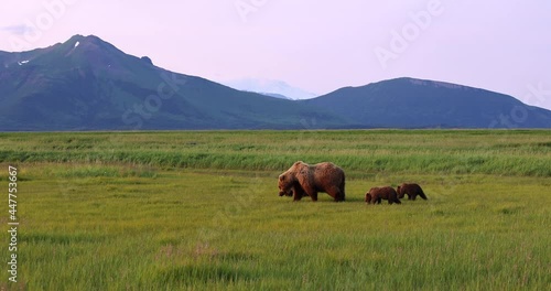A brown bear sow and her cubs graze on grass in Katmai, Alaska.