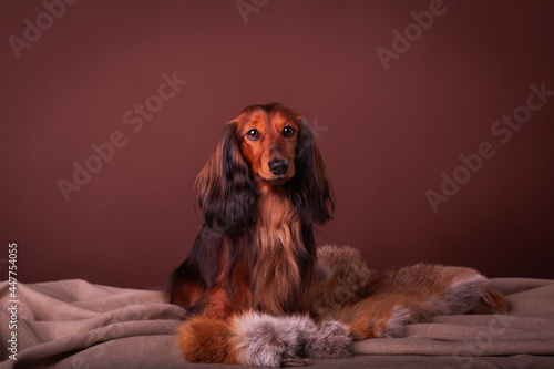 Miniature dachshund studio portrait