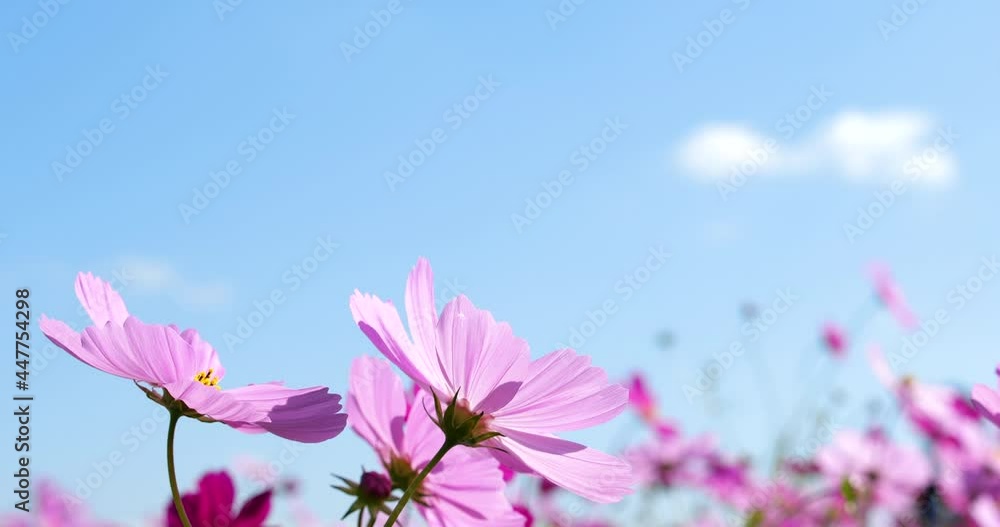 Tilt-down video of a cosmos field