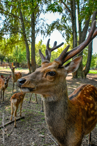 Fototapeta Naklejka Na Ścianę i Meble -  free-range brown-haired spotted deer 