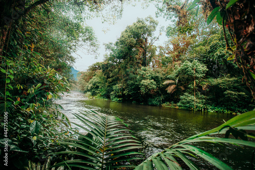 Fototapeta Naklejka Na Ścianę i Meble -  Vista para rio verde em morretes na mata atlântica no brasil