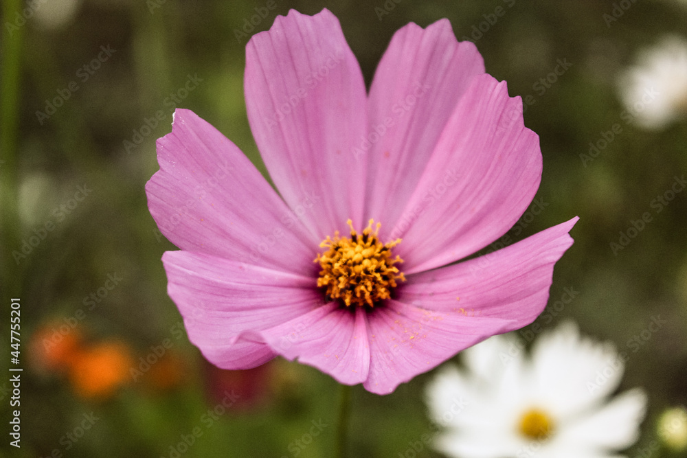 Natural Beautiful Flower Closeup Natural Beautiful Flower Closeup