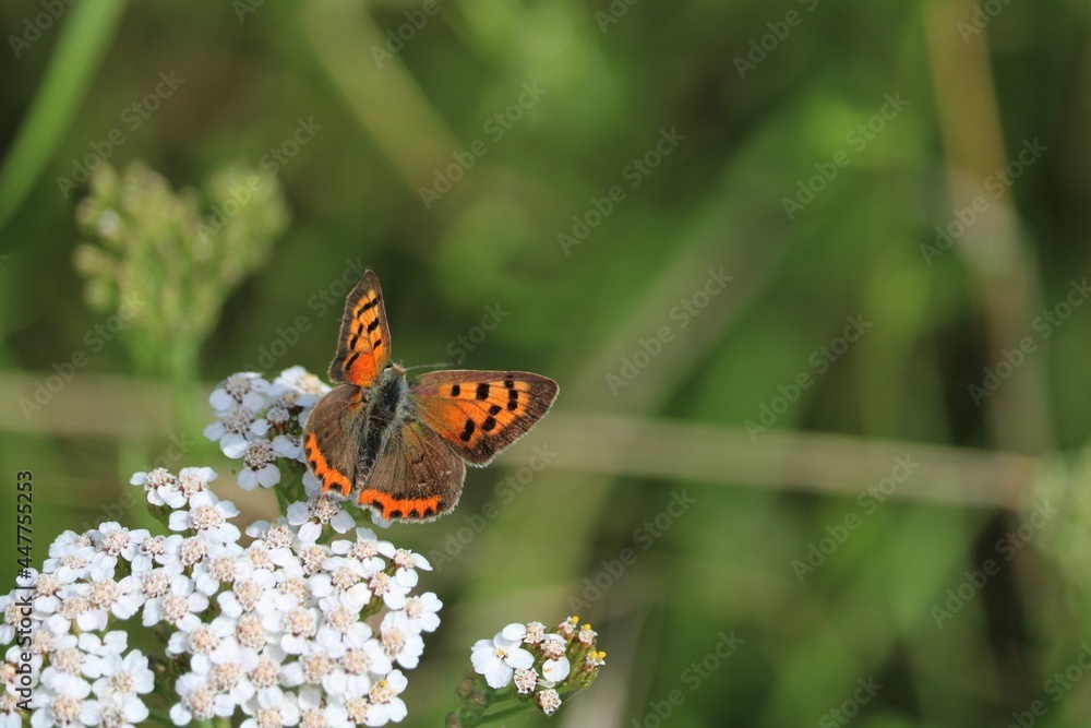 Obraz premium Cuivré commun