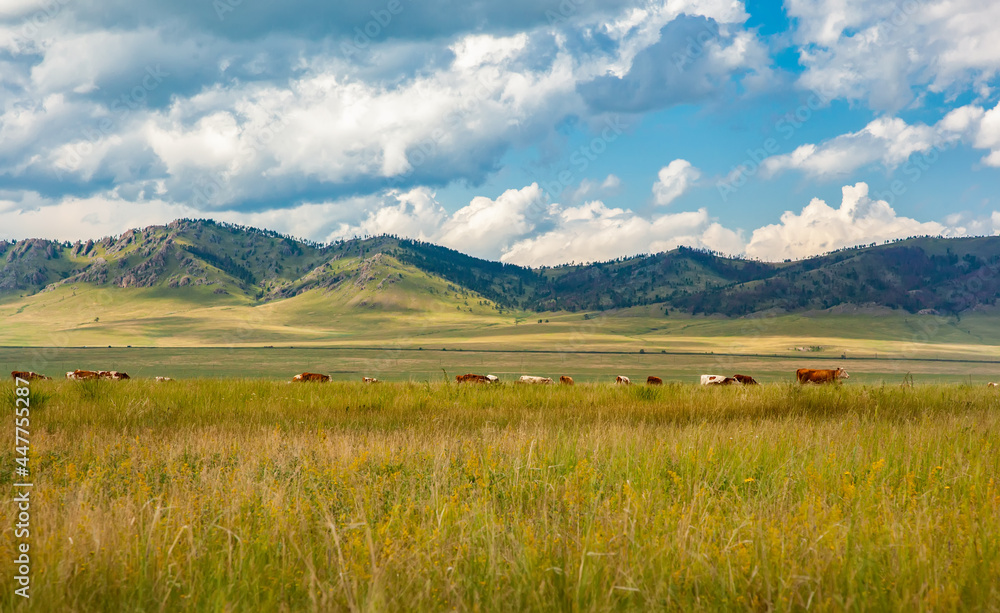 Cows grazing in the Khakass steppe against the background of mountains. Mountain pasture in Khakassia, Russia.