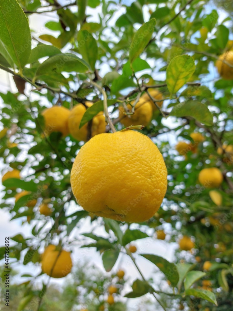 Lemons, ripe citrus fruits on the tree