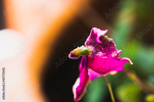 Flor