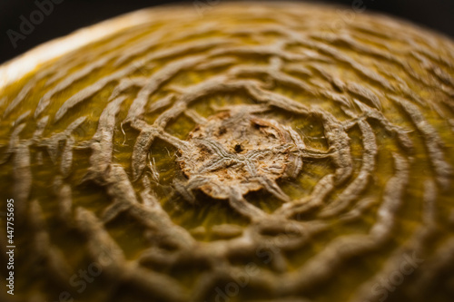 Melón
