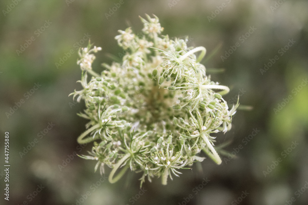 Natural Beautiful Flower Closeup Natural Beautiful Flower Closeup