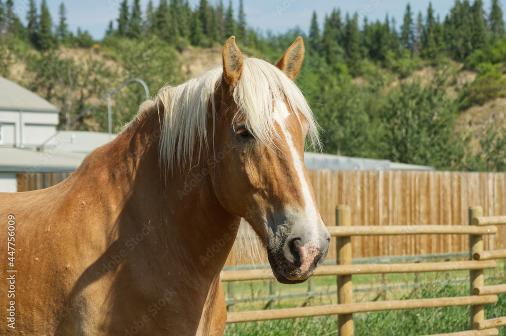 A Clydesdale Horse in a Pin