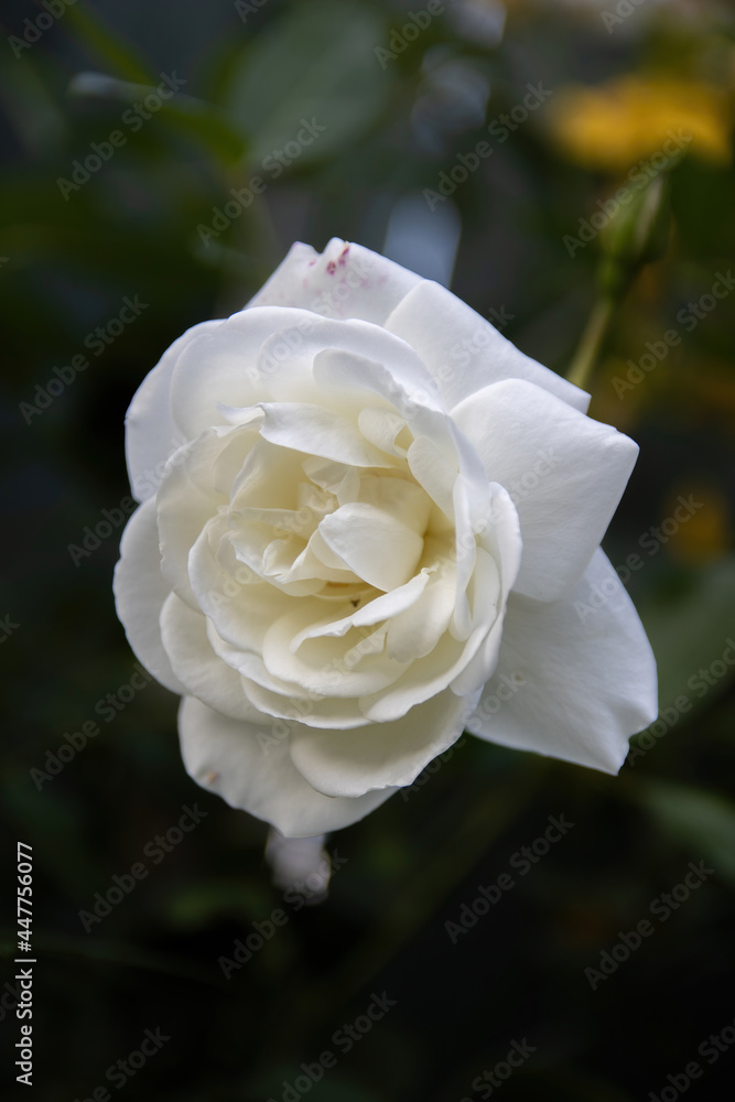 White Rose White Rose