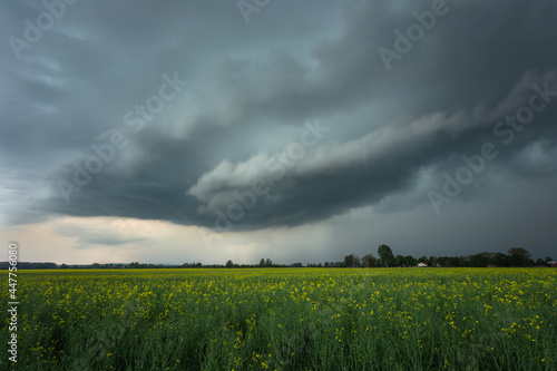 Developing thunderstorm over canola field in Sweden
