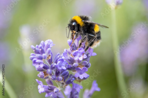 Bumblebee © Lee
