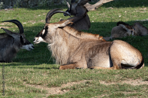 Roan Antelope, Hippotragus equinus, big male resting on grass photo