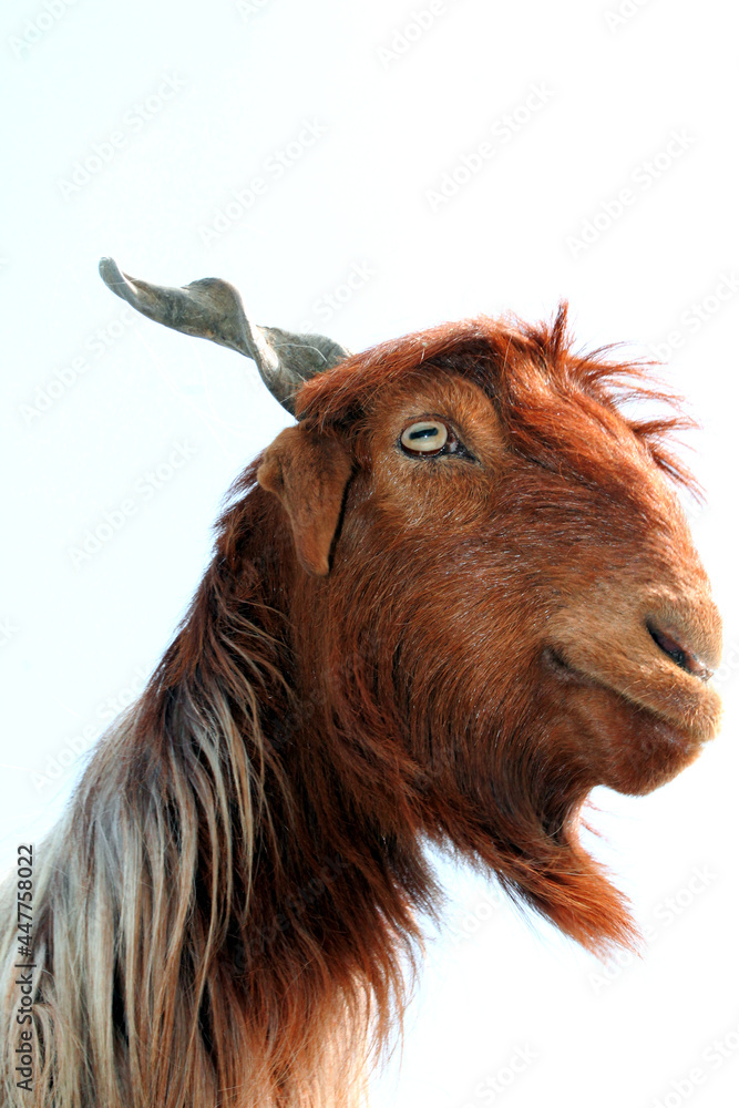 Lovely Goat head isolated on blue sky background Lovely Goat head isolated on blue sky background