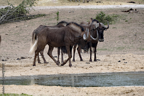 Small herd of Black Wildebeest, Connochaetes gna, he's standing by the lake © vladislav333222