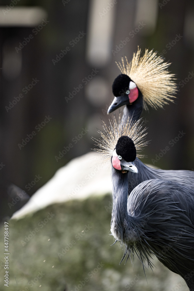 Fototapeta premium Southern Crowned-Crane, Balearica Regulorum, has a golden radiant crown
