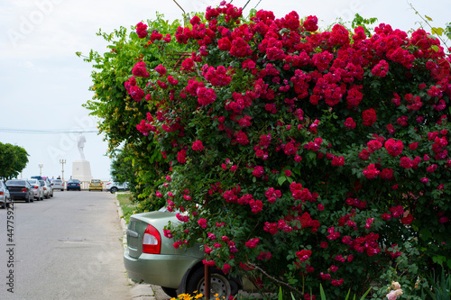 Fototapeta Naklejka Na Ścianę i Meble -  A street in the small town of Primorsko-Akhtarsk in the Krasnodar Territory in Russia on a June day when climbing roses bloom and form walls of their flowers on the streets of the city.
