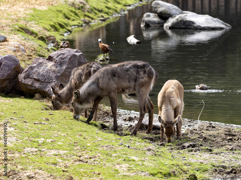 Waterbuck, Kobus e. Ellipsiprymnus, with waist near pond Waterbuck, Kobus e. Ellipsiprymnus, with waist near pond