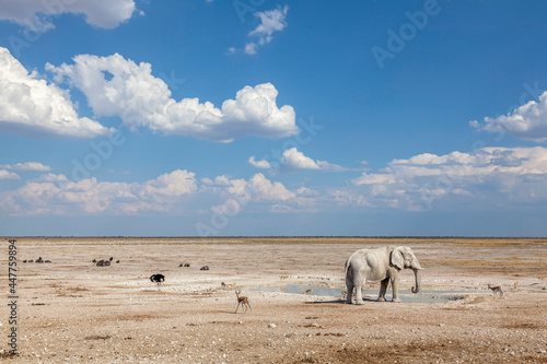 Elefant am Wasserloch, Etosha-Nationalpark photo