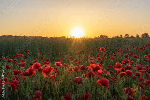 blooming red poppies in a field at sunset in summer