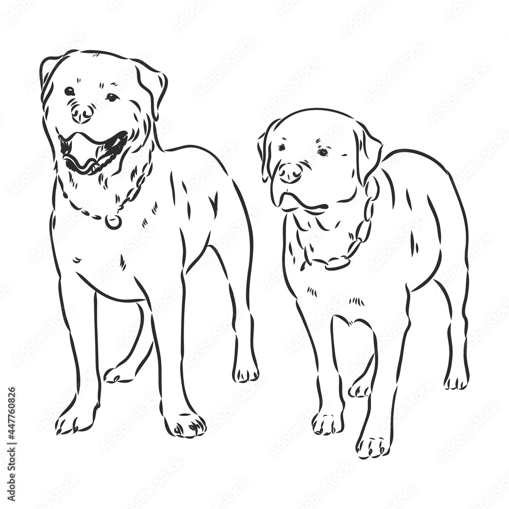 Rottweiler vector hand drawing monochrome illustration isolated on white background
