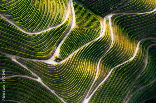 Aerial view of vineyards terraces , Desejosa, Tabuaço, Douro, Portugal