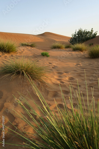 Sand dune desert at sunset