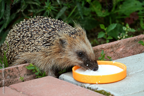 Hedgehog feeds on milk